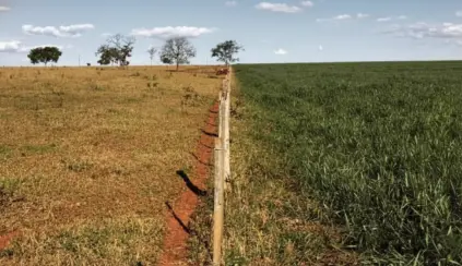 Cerca divide pastagens de baixa produtividade à esquerda e um campo verde e fértil à direita após ser recuperado.