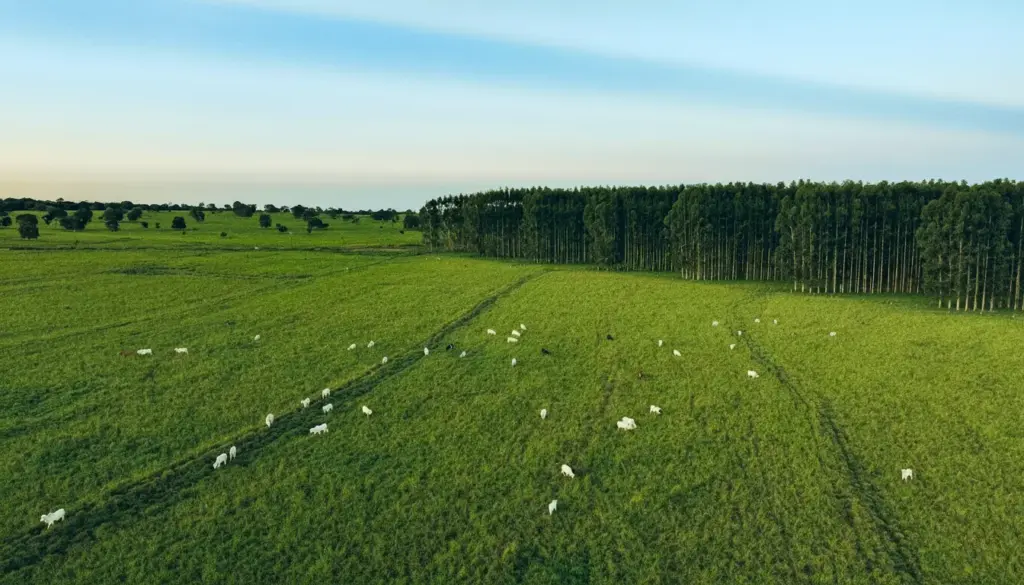 Fazenda com pastagens bem manejadas, com gado branco descansando em um campo verde 