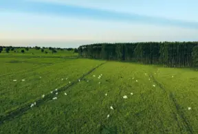 Pastagens bem manejadas com vegetação verdejante, cercadas por árvores e gado pastando