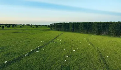 Pastagens bem manejadas com vegetação verdejante, cercadas por árvores e gado pastando