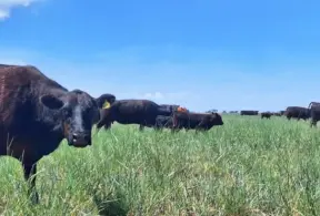 Pecuária brasileira, sob céu claro e verdejante, destacando a importância da produção de carne bovina no Brasil.