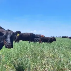 Pecuária brasileira, sob céu claro e verdejante, destacando a importância da produção de carne bovina no Brasil.