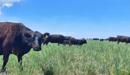 Pecuária brasileira, sob céu claro e verdejante, destacando a importância da produção de carne bovina no Brasil.