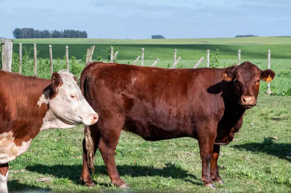 Bois uruguaios em campo aberto com cercado ao fundo, representando a simbiose internacional entre tecnologia e manejo de campo