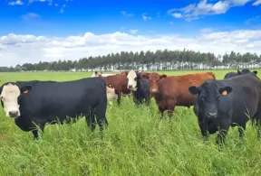 Gado em pasto verde sob céu azul, promovendo práticas sustentáveis com aditivo orgânico na alimentação animal.