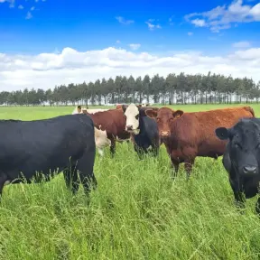 Gado em pasto verde sob céu azul, promovendo práticas sustentáveis com aditivo orgânico na alimentação animal.