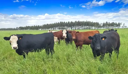 Gado em pasto verde sob céu azul, promovendo práticas sustentáveis com aditivo orgânico na alimentação animal.