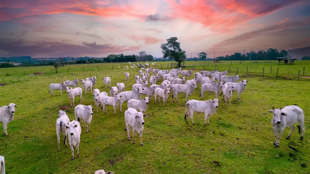 Rebanho de bovinos em um pasto verde, cercas ao fundo e céu de fim de tarde