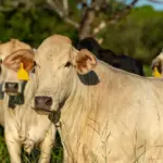 Pasto ao ar livre, com destaque para um boi, focinho voltado para a câmera
