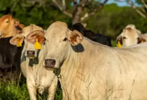 Pasto ao ar livre, com destaque para um boi, focinho voltado para a câmera