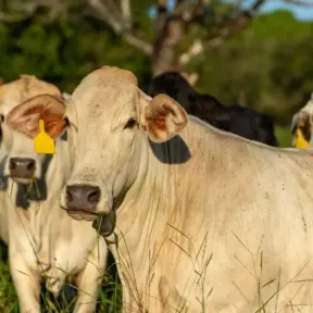 Pasto ao ar livre, com destaque para um boi, focinho voltado para a câmera