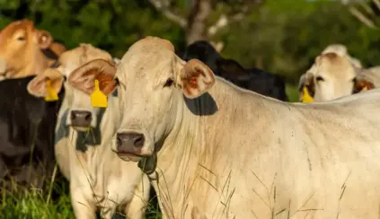 Pasto ao ar livre, com destaque para um boi, focinho voltado para a câmera