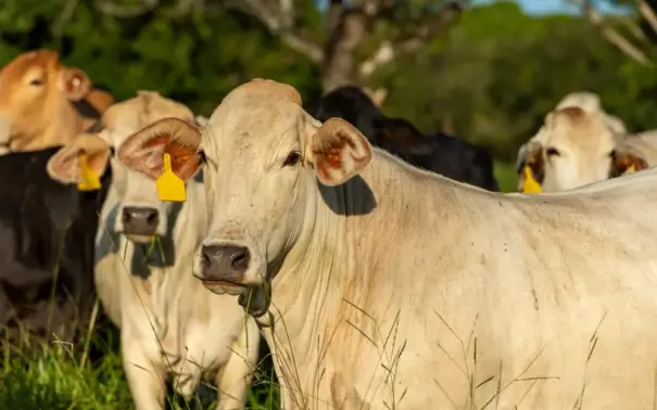 Pasto ao ar livre, com destaque para um boi, focinho voltado para a câmera