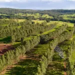 Fazenda de pecuária moderna com linhas de árvores bem cuidadas, plantações diversificadas e áreas de pastagem