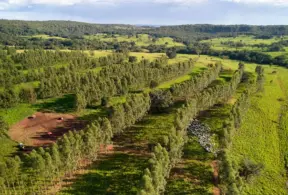 Fazenda de pecuária moderna com linhas de árvores bem cuidadas, plantações diversificadas e áreas de pastagem