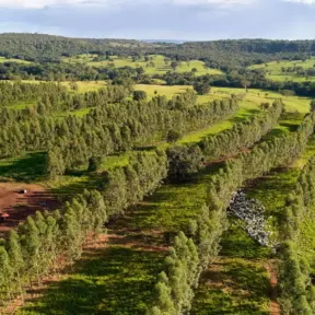 Fazenda de pecuária moderna com linhas de árvores bem cuidadas, plantações diversificadas e áreas de pastagem