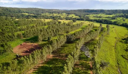 Fazenda de pecuária moderna com linhas de árvores bem cuidadas, plantações diversificadas e áreas de pastagem