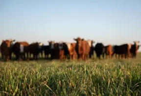 Um rebanho de vacas em um campo gramado à distância, fora de foco, com a grama verde em foco nítido no primeiro plano sob um céu azul claro, capturando a beleza calma da natureza no dia do meio ambiente.
