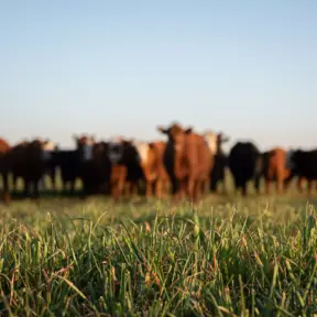 Um rebanho de vacas em um campo gramado à distância, fora de foco, com a grama verde em foco nítido no primeiro plano sob um céu azul claro, capturando a beleza calma da natureza no dia do meio ambiente.
