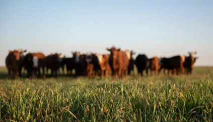 Um rebanho de vacas em um campo gramado à distância, fora de foco, com a grama verde em foco nítido no primeiro plano sob um céu azul claro, capturando a beleza calma da natureza no dia do meio ambiente.