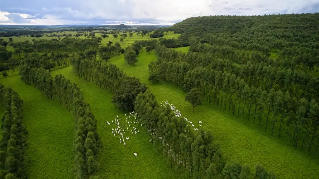 Vista aérea de uma paisagem verde com árvores espalhadas e um rebanho de gado branco Nelore pastando - uma cena rural pacífica que capta lindamente o espírito do dia do meio ambiente.