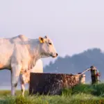 Gado bebendo água limpa de um bebedouro ao ar livre