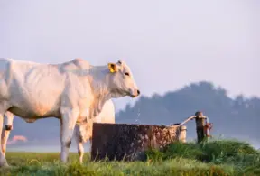 Gado bebendo água limpa de um bebedouro ao ar livre