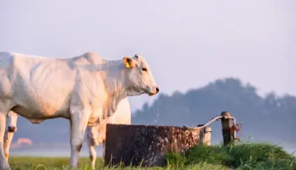 Gado bebendo água limpa de um bebedouro ao ar livre