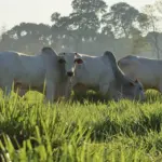Rebanho de bovinos em pastagem verde ao amanhecer, com animais descansando na fazenda e fundo com árvores ao sol