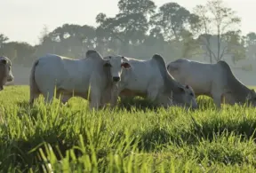 Rebanho de bovinos em pastagem verde ao amanhecer, com animais descansando na fazenda e fundo com árvores ao sol