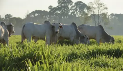 Rebanho de bovinos em pastagem verde ao amanhecer, com animais descansando na fazenda e fundo com árvores ao sol