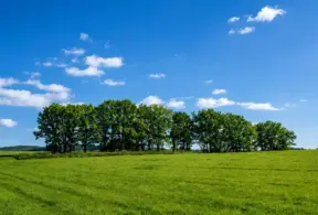Campo verde com árvores em fileira ao fundo sob céu azul com nuvens. Paisagem natural que remete a ambientes de produção rural e ao debate sobre emissões pecuária e densidade nutricional