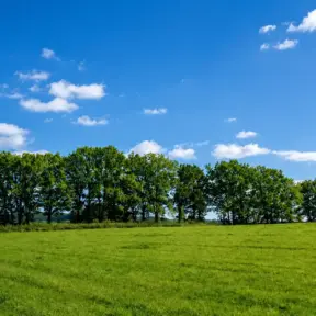 Campo verde com árvores em fileira ao fundo sob céu azul com nuvens. Paisagem natural que remete a ambientes de produção rural e ao debate sobre emissões pecuária e densidade nutricional