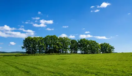 Campo verde com árvores em fileira ao fundo sob céu azul com nuvens. Paisagem natural que remete a ambientes de produção rural e ao debate sobre emissões pecuária e densidade nutricional