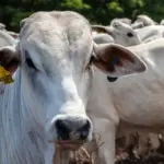 Ambiente rural, com animal em primeiro plano voltado para a câmera e identificação no brinco, representando o mercado da pecuária global.