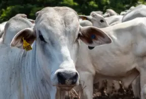 Ambiente rural, com animal em primeiro plano voltado para a câmera e identificação no brinco, representando o mercado da pecuária global.