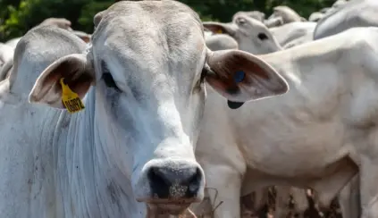 Ambiente rural, com animal em primeiro plano voltado para a câmera e identificação no brinco, representando o mercado da pecuária global.