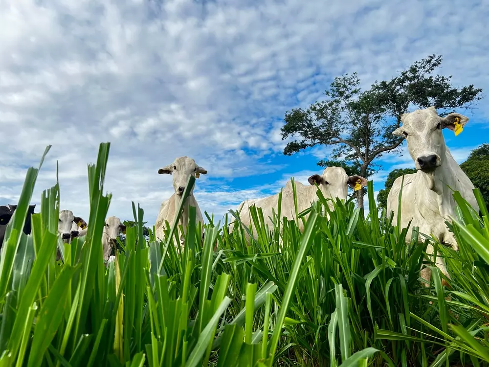 Gados Nelore estão em um campo gramado verde sob um céu azul parcialmente nublado, com uma árvore alta ao fundo. Tirada de um ângulo baixo, essa foto destaca o gado saudável e livre da febre aftosa entre as folhas de grama no primeiro plano.
