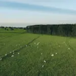 Vista aérea de um campo gramado verde com gado branco disperso pastando, todos parte de um rebanho livre de febre aftosa, cercado por uma densa fileira de árvores altas sob um céu azul claro.