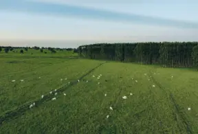 Vista aérea de um campo gramado verde com gado branco disperso pastando, todos parte de um rebanho livre de febre aftosa, cercado por uma densa fileira de árvores altas sob um céu azul claro.