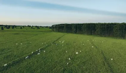 Vista aérea de um campo gramado verde com gado branco disperso pastando, todos parte de um rebanho livre de febre aftosa, cercado por uma densa fileira de árvores altas sob um céu azul claro.