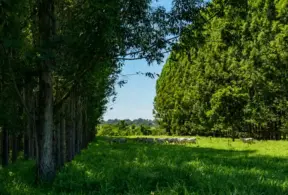 Paisagem de campo verde com árvores e um rebanho de bois pastando em área rural, transmitindo bem-estar animal e boas práticas de manejo para geração de valor ao negócio.