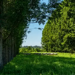 Paisagem de campo verde com árvores e um rebanho de bois pastando em área rural, transmitindo bem-estar animal e boas práticas de manejo para geração de valor ao negócio.