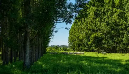 Paisagem de campo verde com árvores e um rebanho de bois pastando em área rural, transmitindo bem-estar animal e boas práticas de manejo para geração de valor ao negócio.