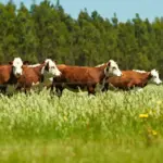 Cenário rural com varios bois pastando em um campo verde ao ar livre, destacando a comparação entre grain-fed e grass-fed na produção de carne bovina.