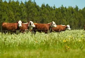 Cenário rural com varios bois pastando em um campo verde ao ar livre, destacando a comparação entre grain-fed e grass-fed na produção de carne bovina.