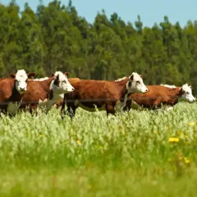 Cenário rural com varios bois pastando em um campo verde ao ar livre, destacando a comparação entre grain-fed e grass-fed na produção de carne bovina.