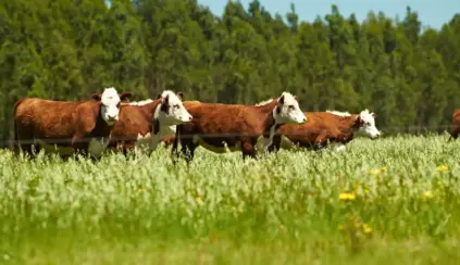 Cenário rural com varios bois pastando em um campo verde ao ar livre, destacando a comparação entre grain-fed e grass-fed na produção de carne bovina.