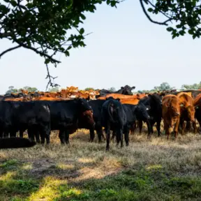 Rebanho de gado em pasto no campo