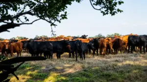 Uma ponte entre o campo e a cidade